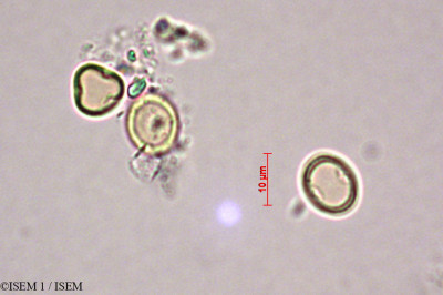 ISEM 1/Corrigiola_litoralis_28880/Corrigiola_litoralis_28880_0001(copy)_thumb.jpg